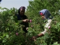 Parfum de rose, paroles de femmes