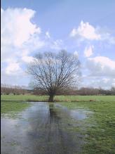 arbre