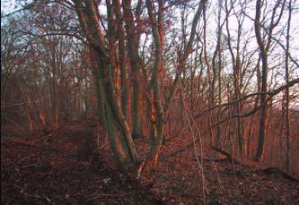 arbres11