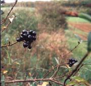 BaiesNoires