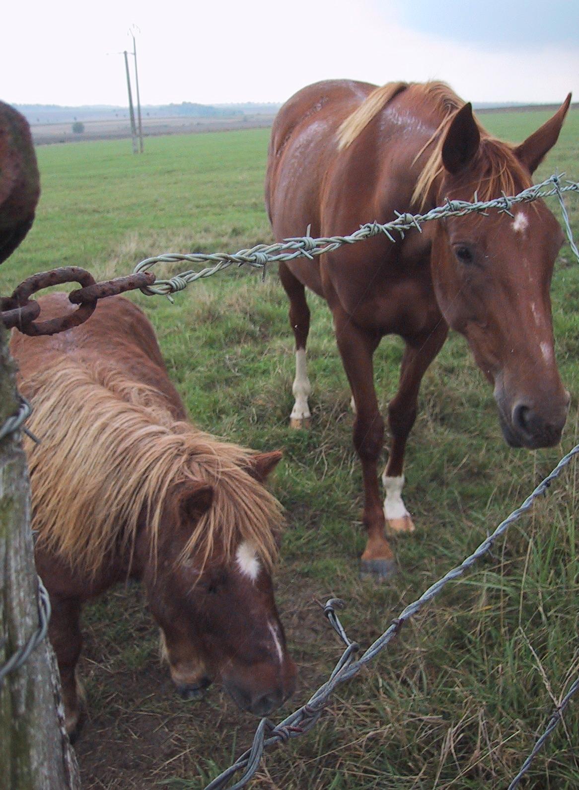 chevaux