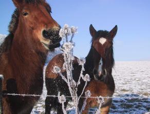 Chevaux02