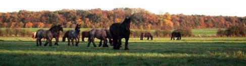 Chevaux04