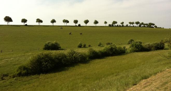 chevaux grizieres-2