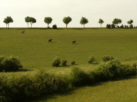chevaux grizieres