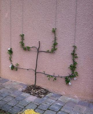 espalier1