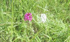 fleurs14