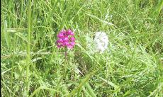 fleurs14