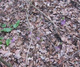 fleursfeuilles