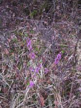 fleursviolettes8