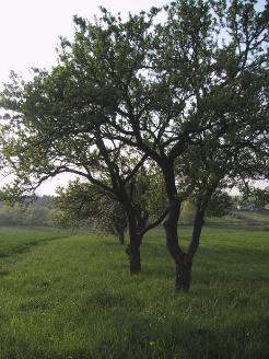 chevaux grizieres-2