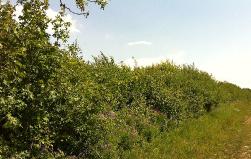 paysage Vpres10