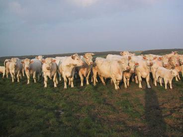 Vaches01