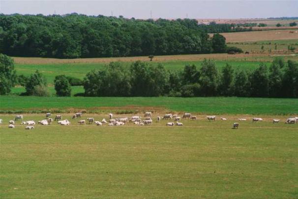 Vaches03